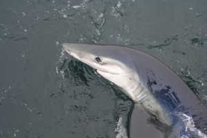 Cape Cod Shark Fishing