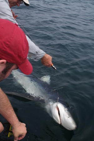 Clipping the wire on a blue shark