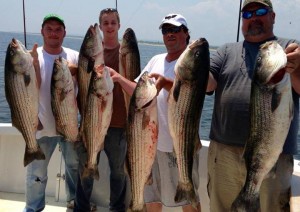 Hyper Striper Charters out of Atlantic Highlands has been producing limits of striped bass consistently all week.