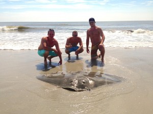 This huge butterfly ray was taken on the North end of Brigantine.