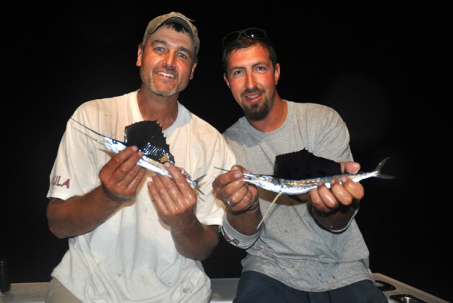 Baby sailfish