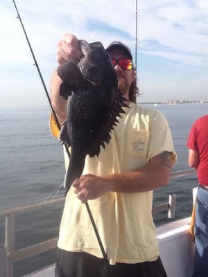 Sea bass fishing was good all week aboard the Big Mohawk.