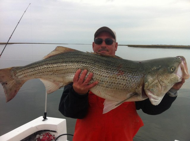 Live spot are the ticket to bigger bass in South Jersey like this 34-pounder posted to Absecon Bay Sportsman's Facebook Page.