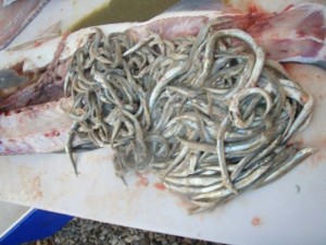 Matthew Farrell found hundreds of sand eels in the belly of this striper in the first week of November.