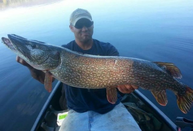 Jeremi Brown shared this photo of a Massachusetts gator pike on our Facebook page this week.