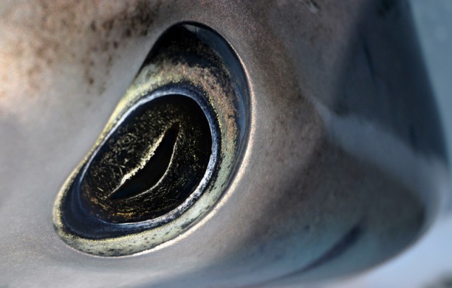 Thresher Shark Eye