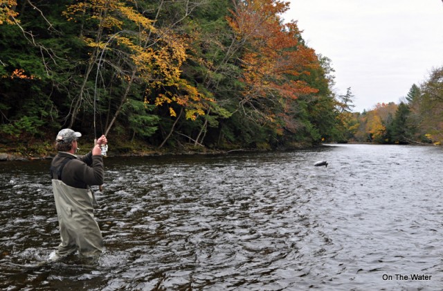 Scott Glazier Big Leaping Steelhead