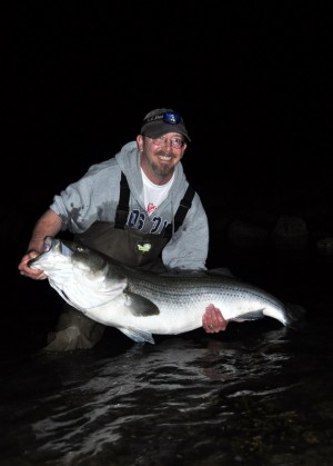A big striped bass about to be released