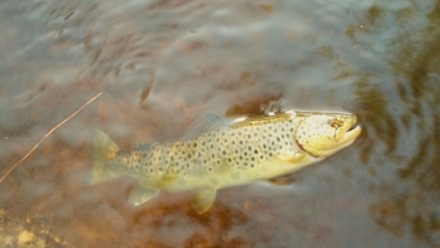 2014-04-12_07-27-32_518