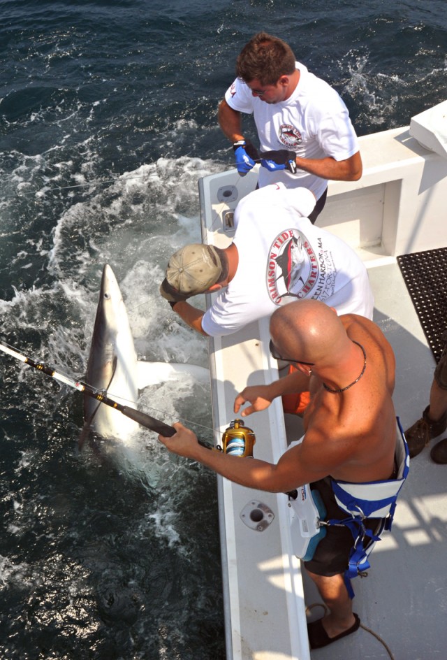 Blue shark before release