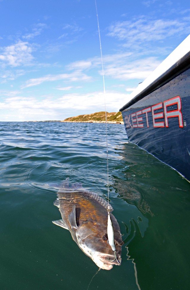 Tautog on Sebile Jig