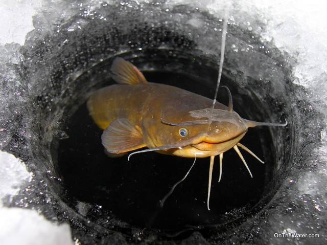 The OTW Night Ice Crew wasn't totally skunked. A lone bullhead did create some momentary excitement.