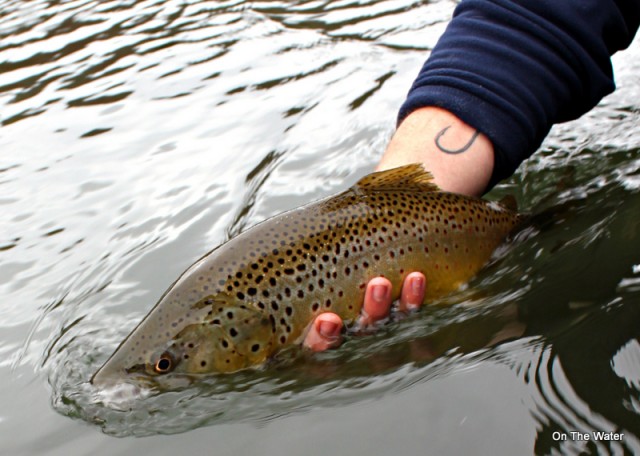 Upper Delaware River Wild Brown Trout Fly FIshing