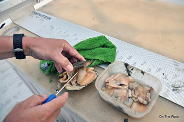 Fresh Clams Drum Bait