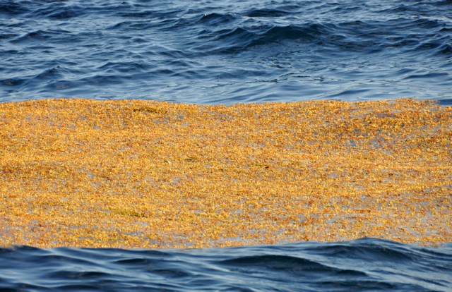 Sargasso seaweed