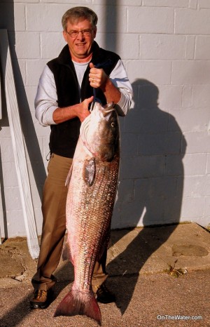 Richard Reich landed this 51.66-pound striper from the surf on May 14, 2013. Richard weighed the fish in for the Striper Cup, and it will count toward Team RISSA'a total!