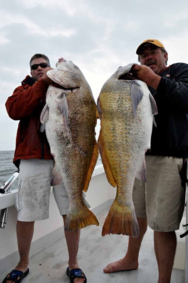 Cape May Black Drum