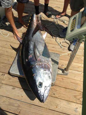 Two Chums Bait & Tackle posted this photo of a 102-pound Bluefin caught by Captain Jerry String of the Mucho Clams.