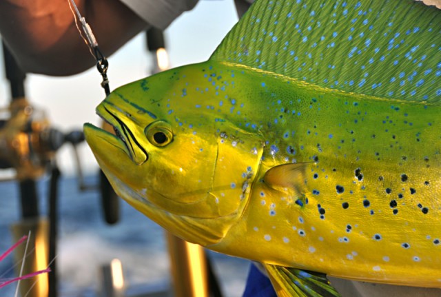 Mahi mahi