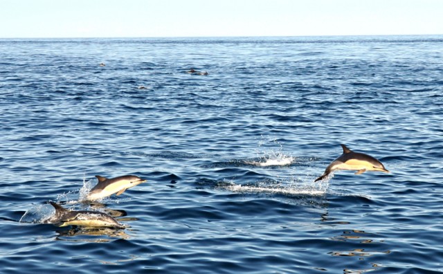 Porpoise 