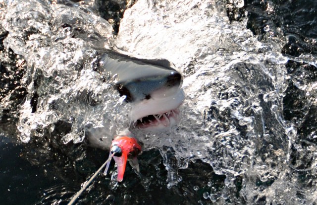 Baby mako shark