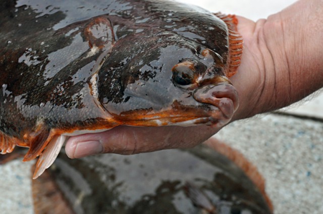 Winter flounder fishing has been decent on Long Island this past week. 