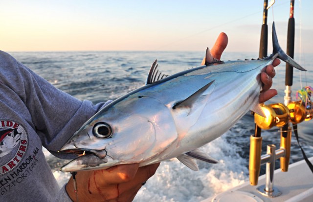 Skipjack