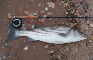 Angelo Peluso Striper on the Fly Angelo Peluso Striper on the Fly