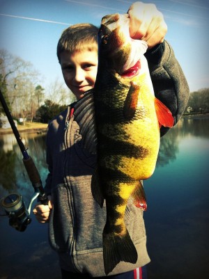 Big Yellow Perch