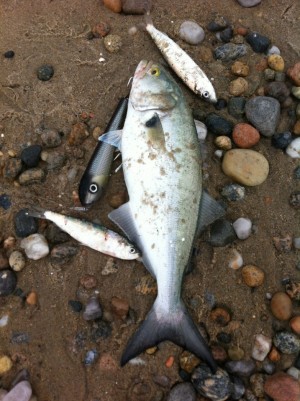 Bluefish on Herring Bluefish Fishing in Rhode Island