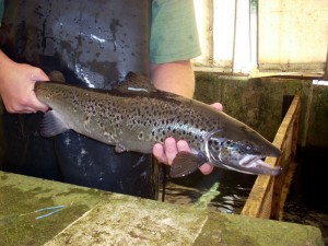 NHFG Broodstock Salmon Broodstock Salmon. Photo by NHFG
