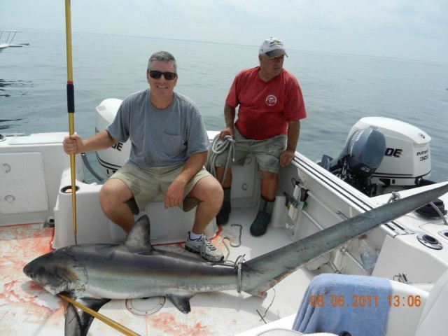 Boston Harbor Shark in Boat Boston Harbor Shark in Boat