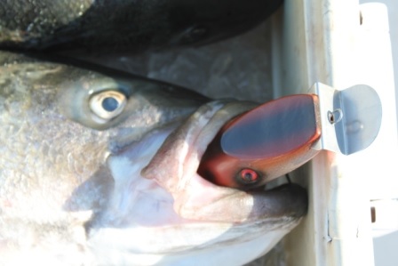 The fish engulfed a 10-inch, 7-ounce Bigwater Lures Troller.