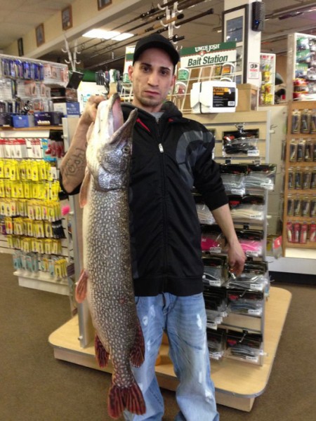 This big prespawn pike was weighed in at Connecticut Outfitters Thursday morning. Fighting jumbo shiners under a float in Connecticut River coves is a good bet for pike right now.