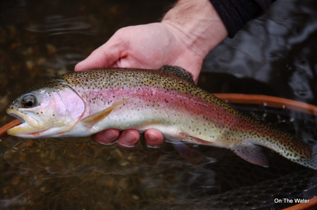 swift-river-rainbow-trout