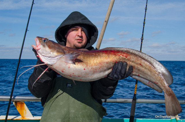 Big hake mixed in with the tilefish over the soft bottom. 