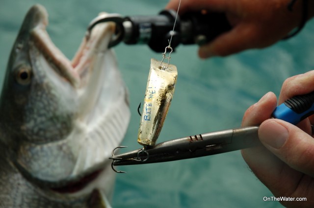 Who knew lake trout can read? kwikfish trolling