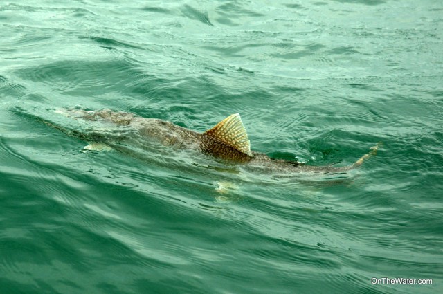 Lake Trout Finning niagara big lake trout ontario new york