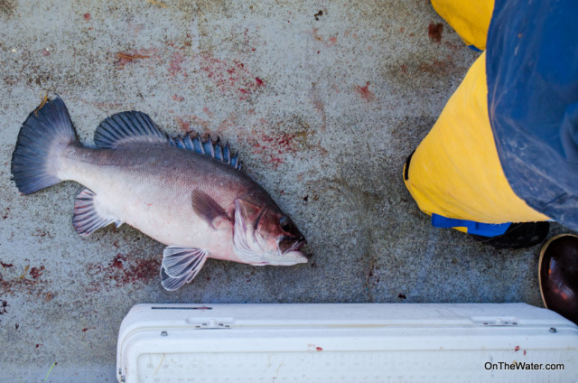 Wreckfish look like prehistoric largemouth bass. 
