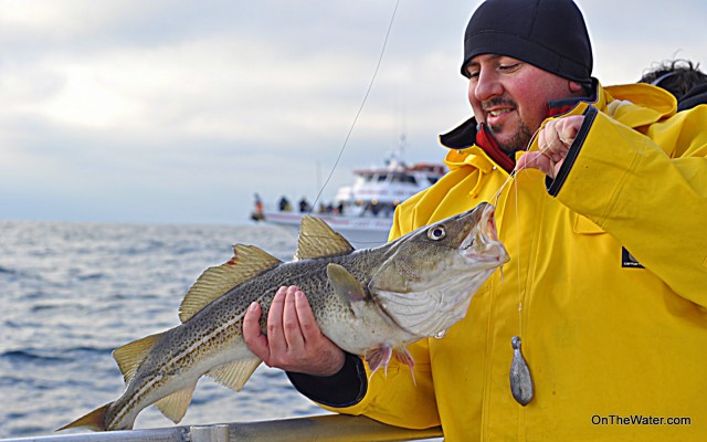 Graphic Designer George Clondas eyes a delicious cod. A smiple dropper rig baited with clam accounted for most of the fish.