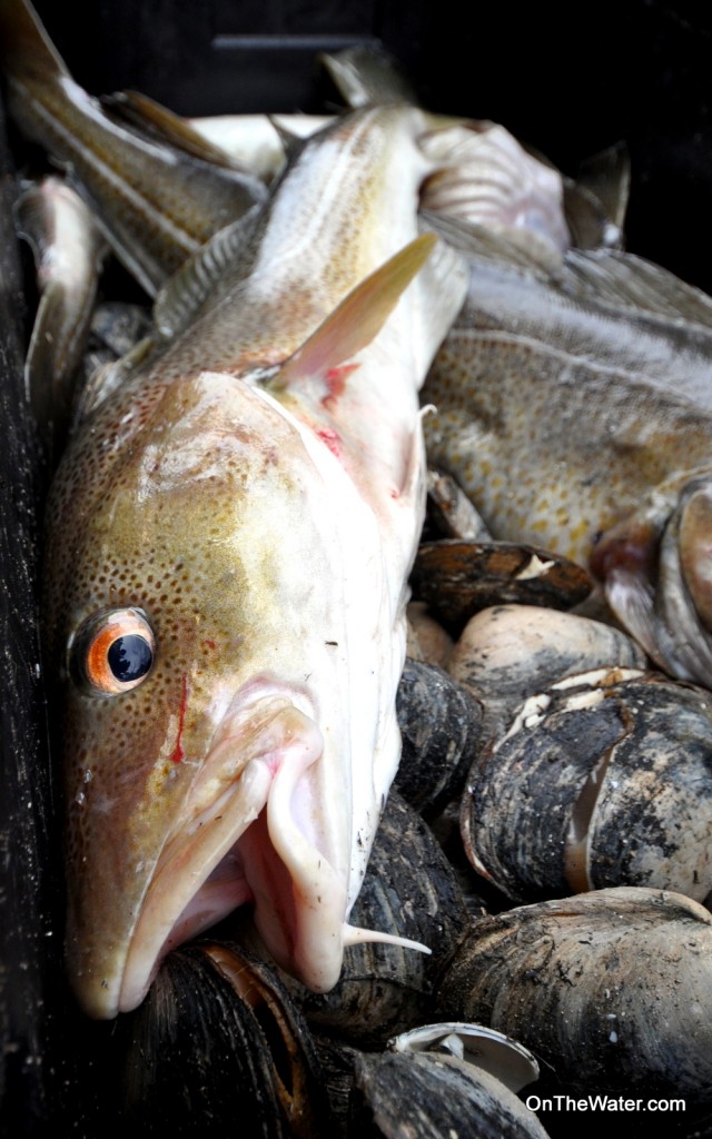 Clams were the key to enticing the keeper cod.