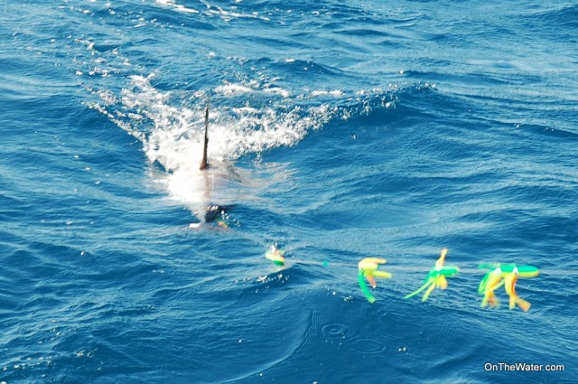 Reeling in a tuna tail-first requires wits, determination and lumbar support. 