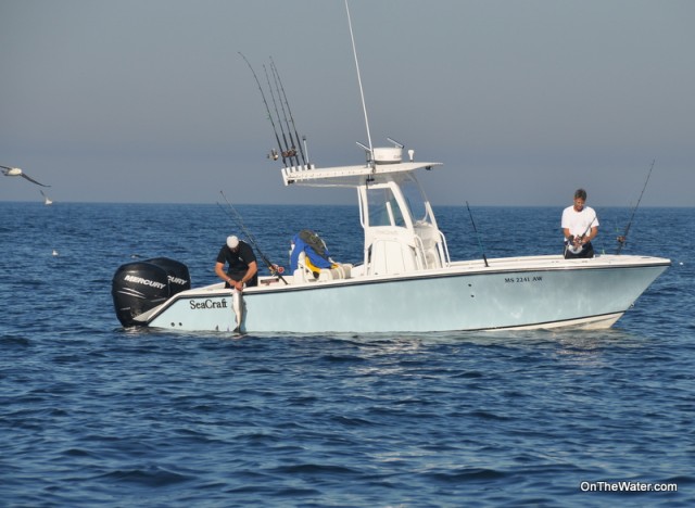 Massachusetts Deep Sea Fishing Pollock