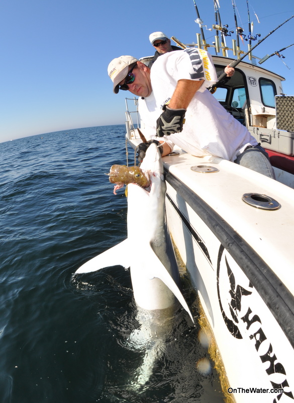 Blue Shark fishing Massachusetts
