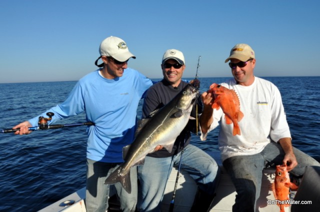 A pollock and two redfish caught on stellwagen bank