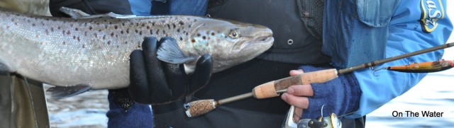 Broodstock-Orange-Bomber