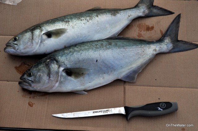 How to Clean Bluefish