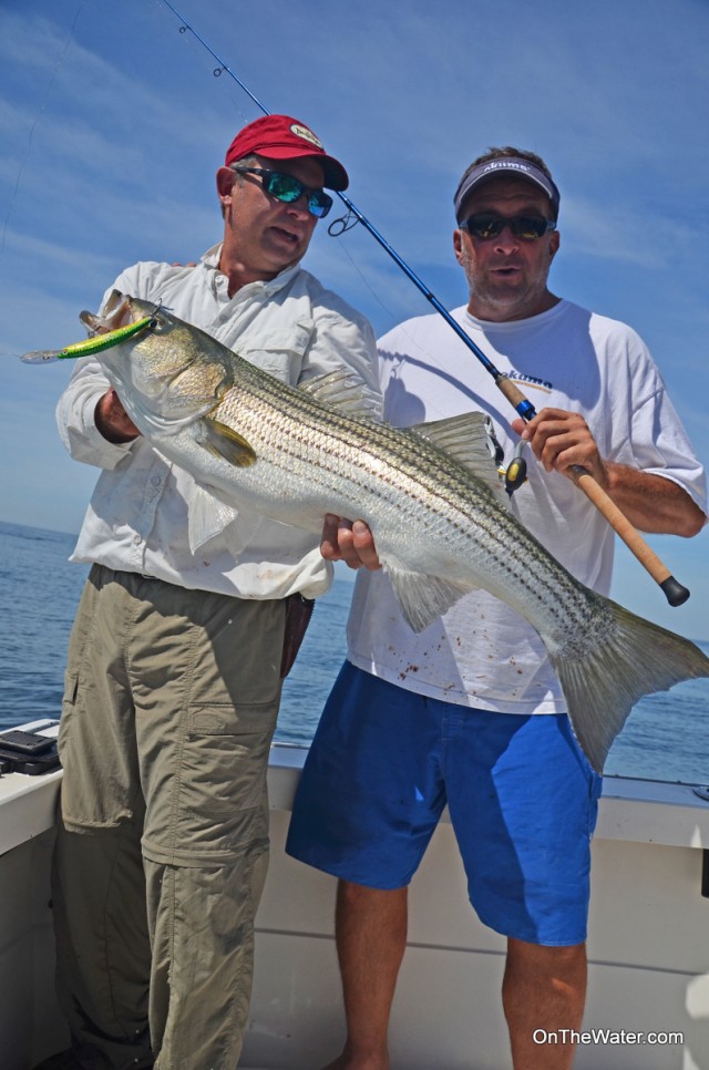 Striped Bass Vineyard Hooter
