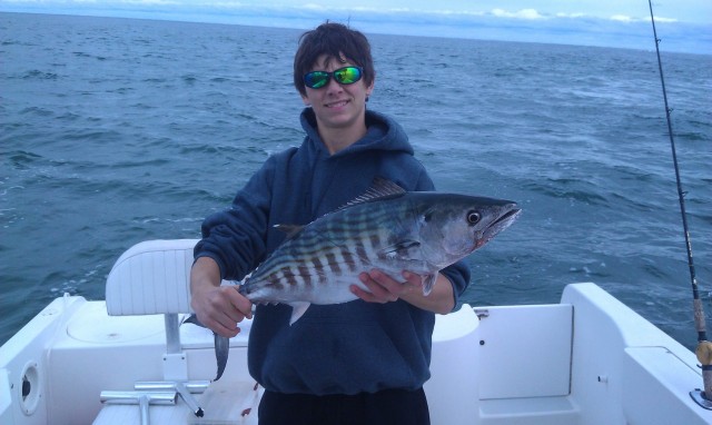 Massachusetts Bonito