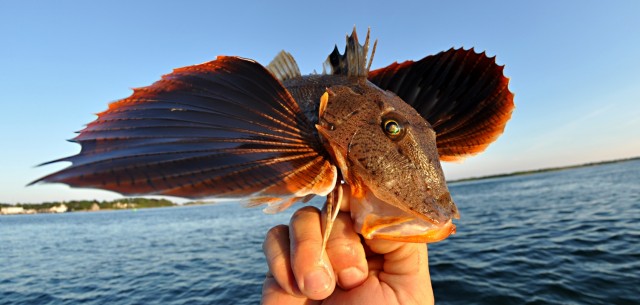 Eater-Sea-Robin Sea Robin